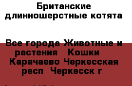 Британские длинношерстные котята - Все города Животные и растения » Кошки   . Карачаево-Черкесская респ.,Черкесск г.